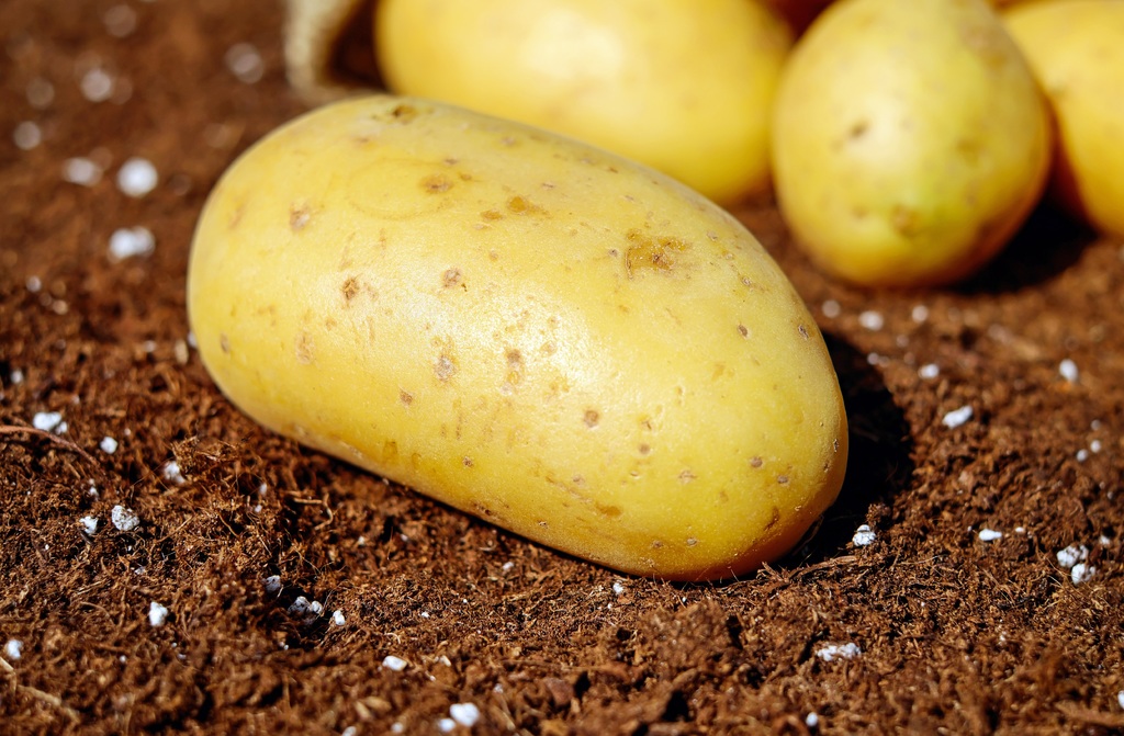 Potatis att älska